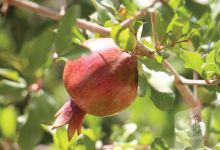 گزارش تصویری آزمون دوره نیاز محلی هلال احمر